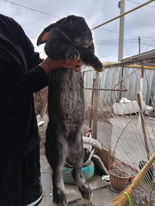 Крол чистокровный, молодой