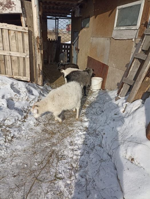 Продам козлят