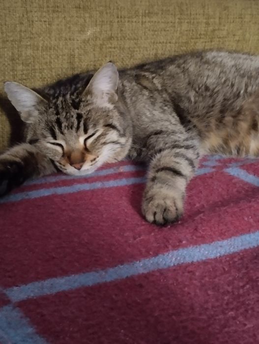 Кошечка ищет дом