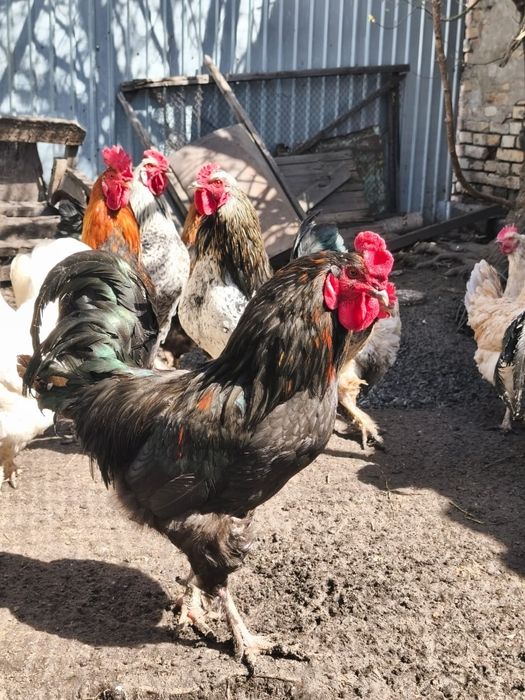 Продаются петухи