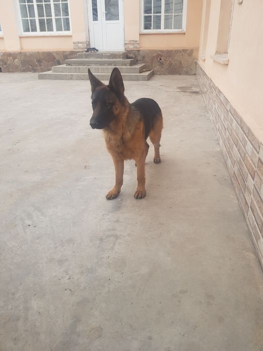 Немецкоя овчарка