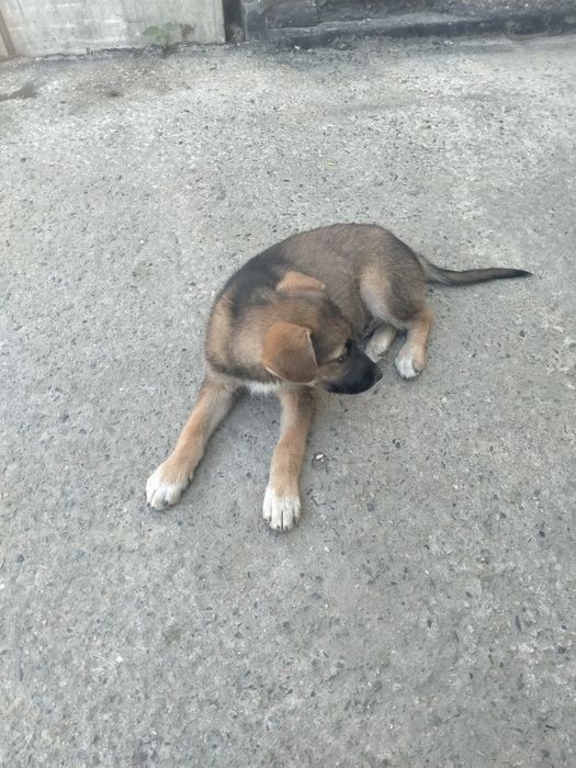 Отдам в хорошие руки.