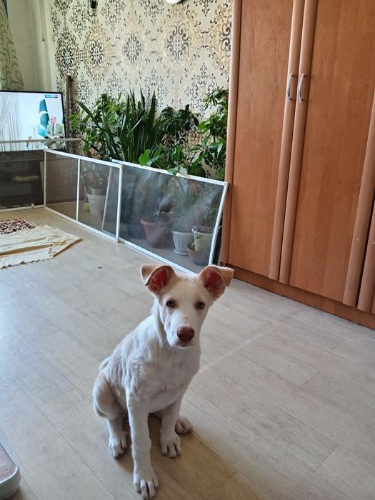 Отдам в хорошие руки