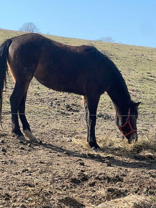 Schimb 2 manze de 2 și 3 ani cu vaca cu vitel