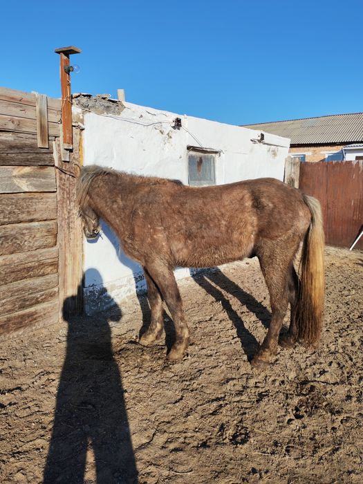 Дөнен Айғыр сатылады.