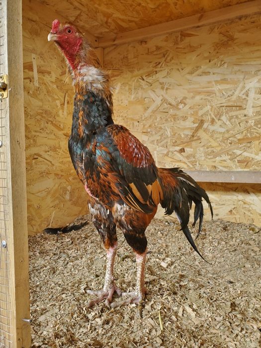 Продается бойцовый