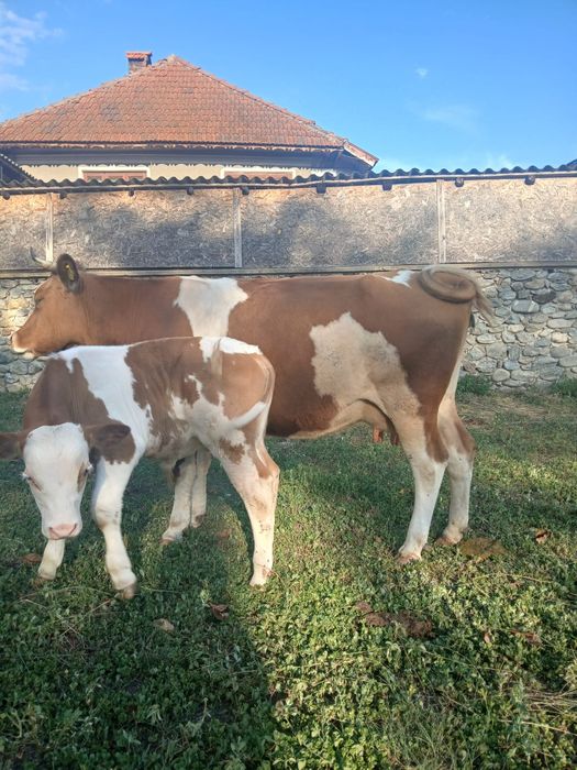 Vând Taur și vaca cu vital