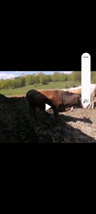 Vaci de vanzare.