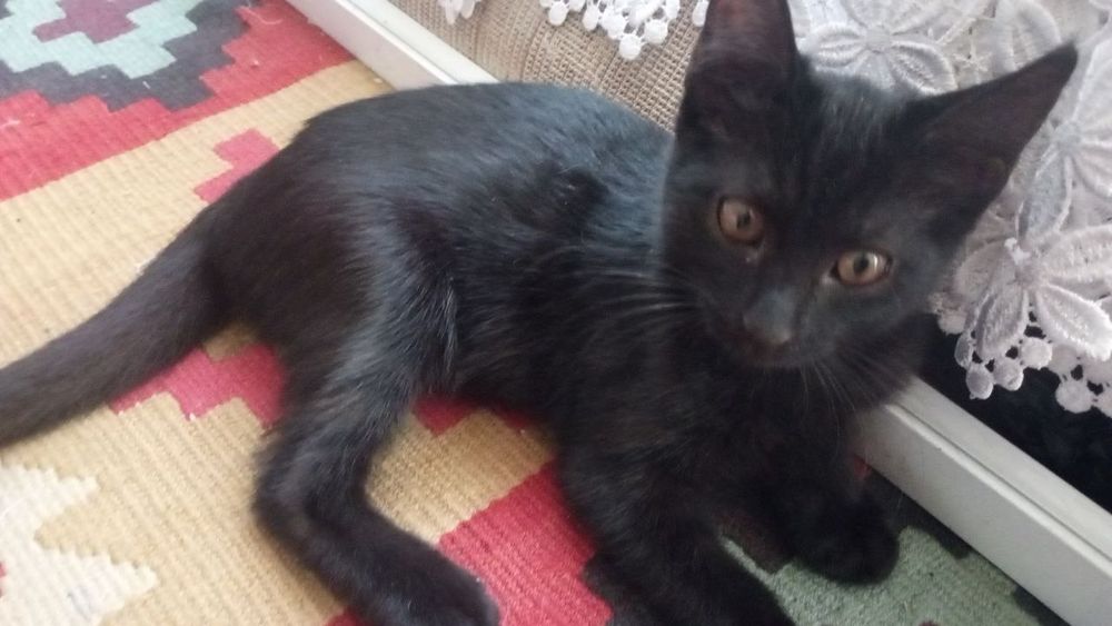 Отдам в хорошие руки, (котята)