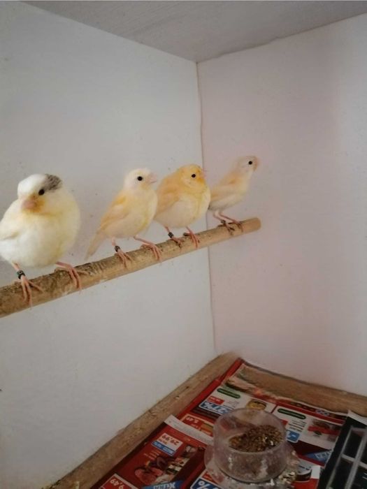 Vand canari de cantec si culoare