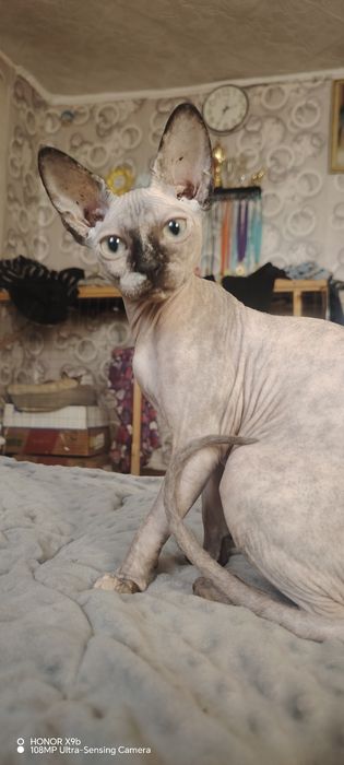 Канадский сфинкс