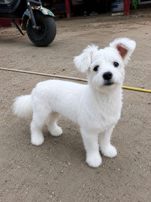 Catelusa Bichon maltez de vanzare 6 luni
