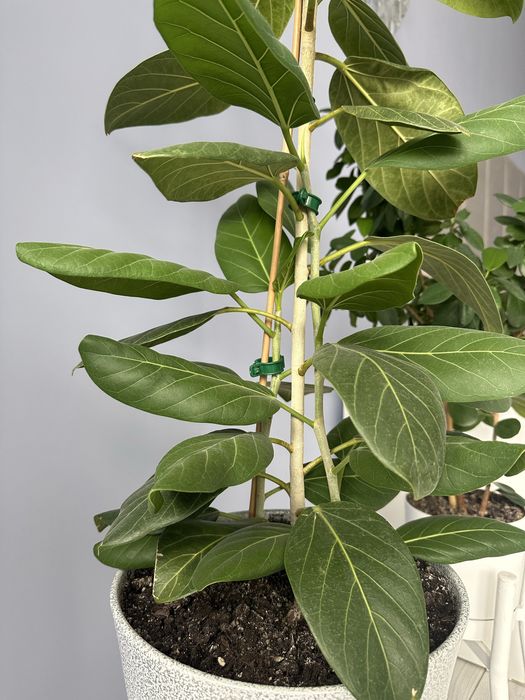 Фикус бенгальский, в керамическом горшке