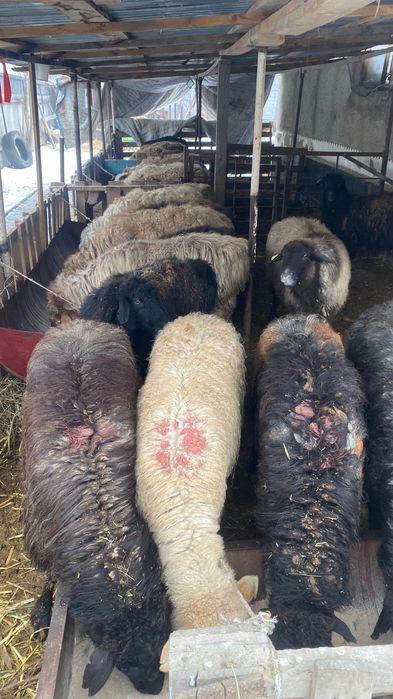 Семіз қой сатылады откормда 3 ай турған