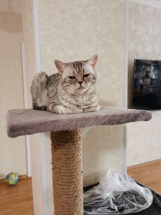 Шотландская кошка прямоухая