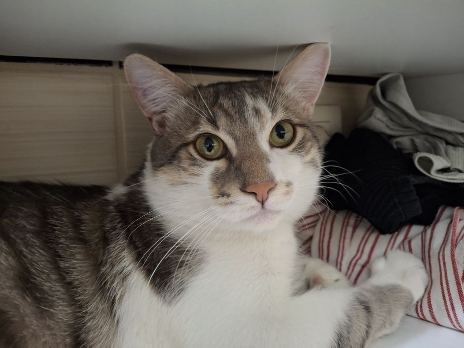 Bjorn și Soni își caută familie nouă - 2 motănei - Targoviște