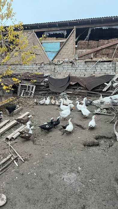 Indyuk ordek goz indyutka sotiladi