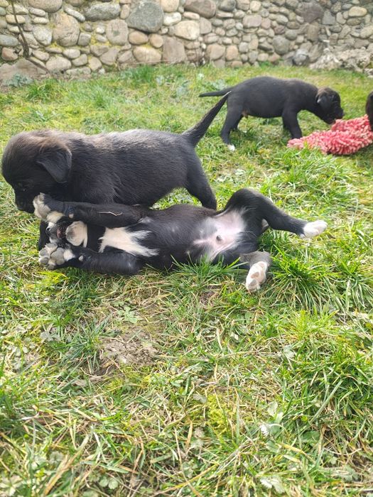 Подарявам кученца