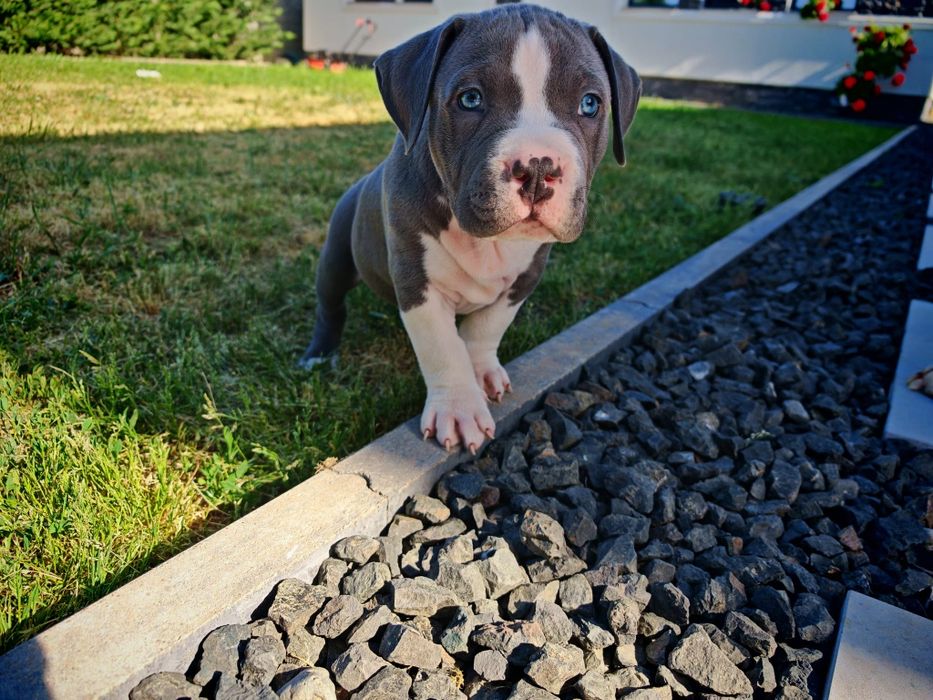 American Bully XL