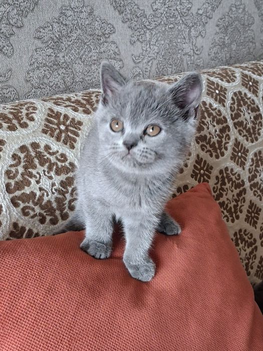 Британочки с документами