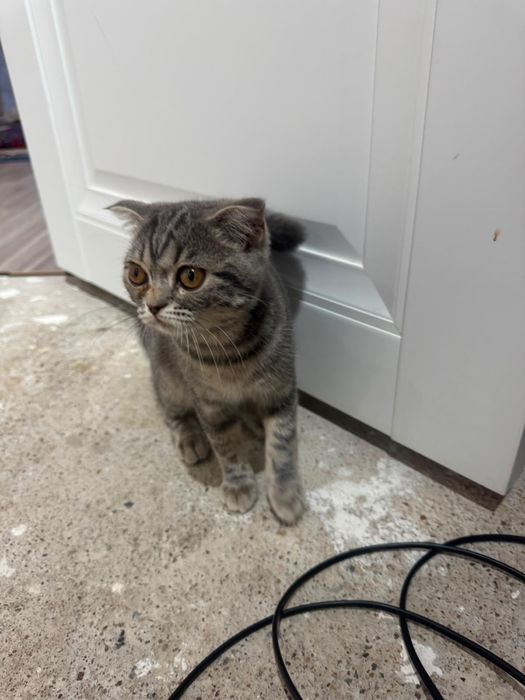 Британский кошка