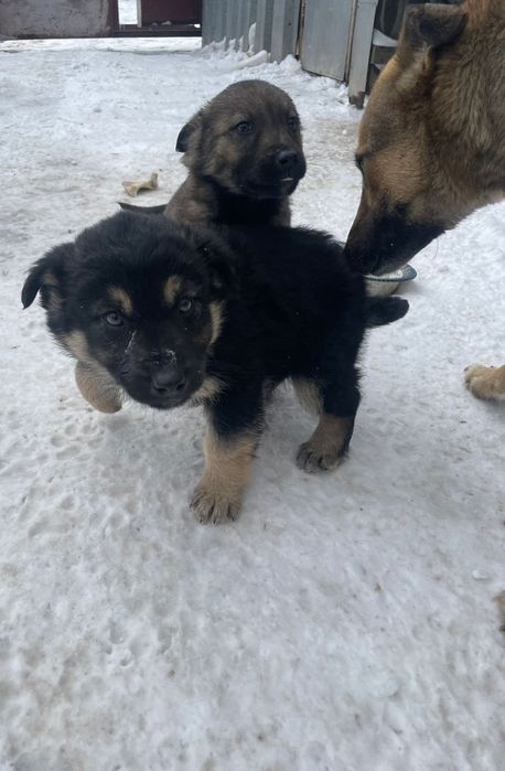 Щенята в хорошие руки