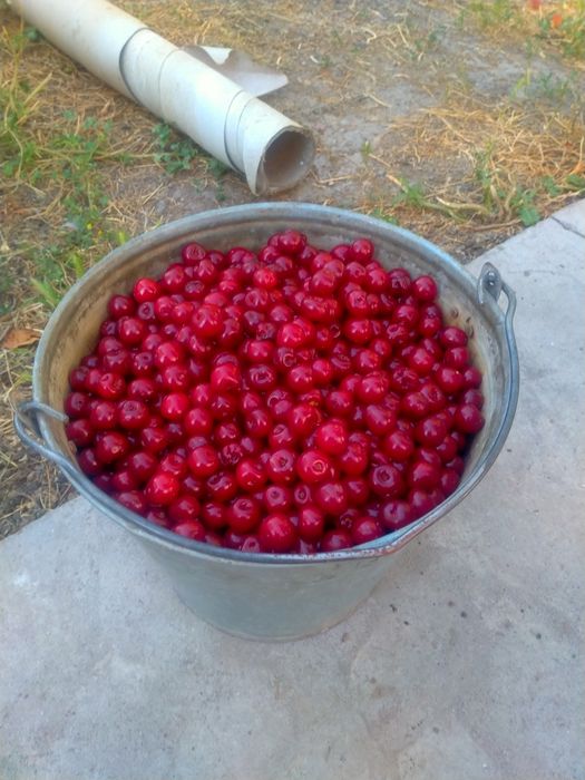 Шие вишня сатылады