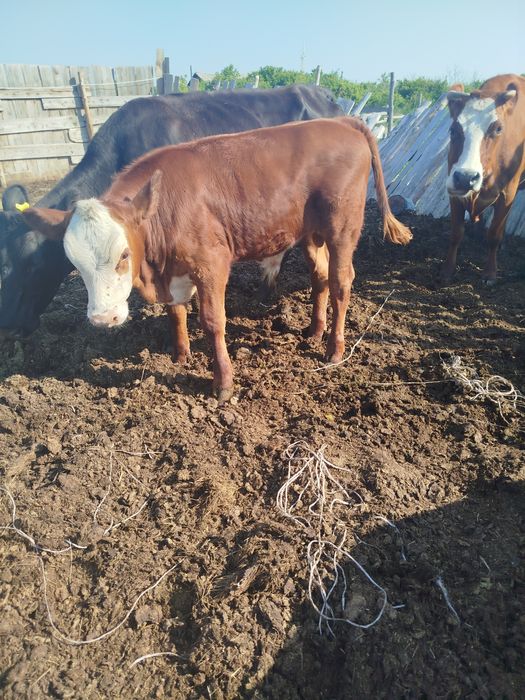 Продам бычков подсосные