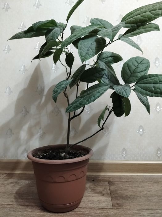 Комнатный цветок Клеродендрум