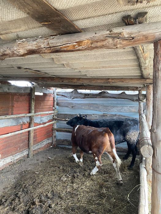 Продам годовалых тёлок