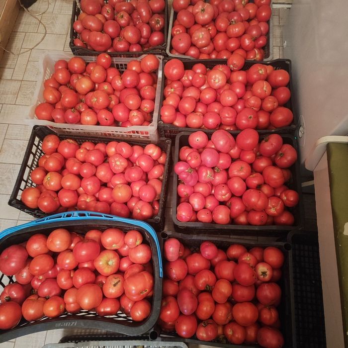 Продам домашние помидоры мясистые