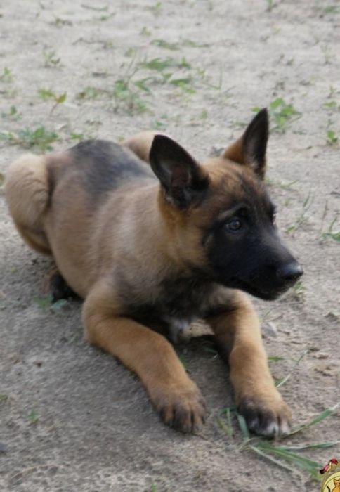 Бельгийская авчарка