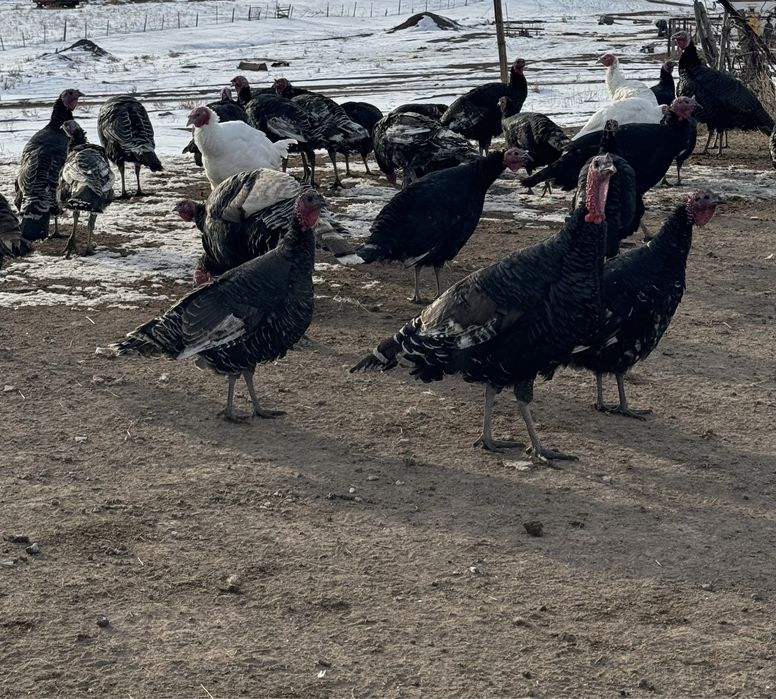 Продам индюков