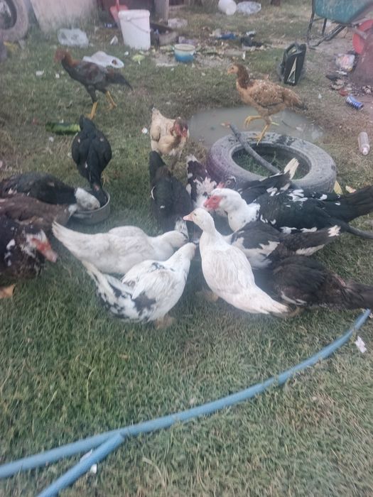Продам Индаутки курицы