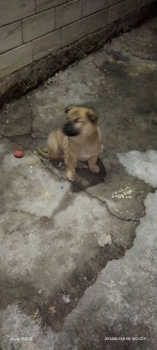 Продам щенок кандек, еркек