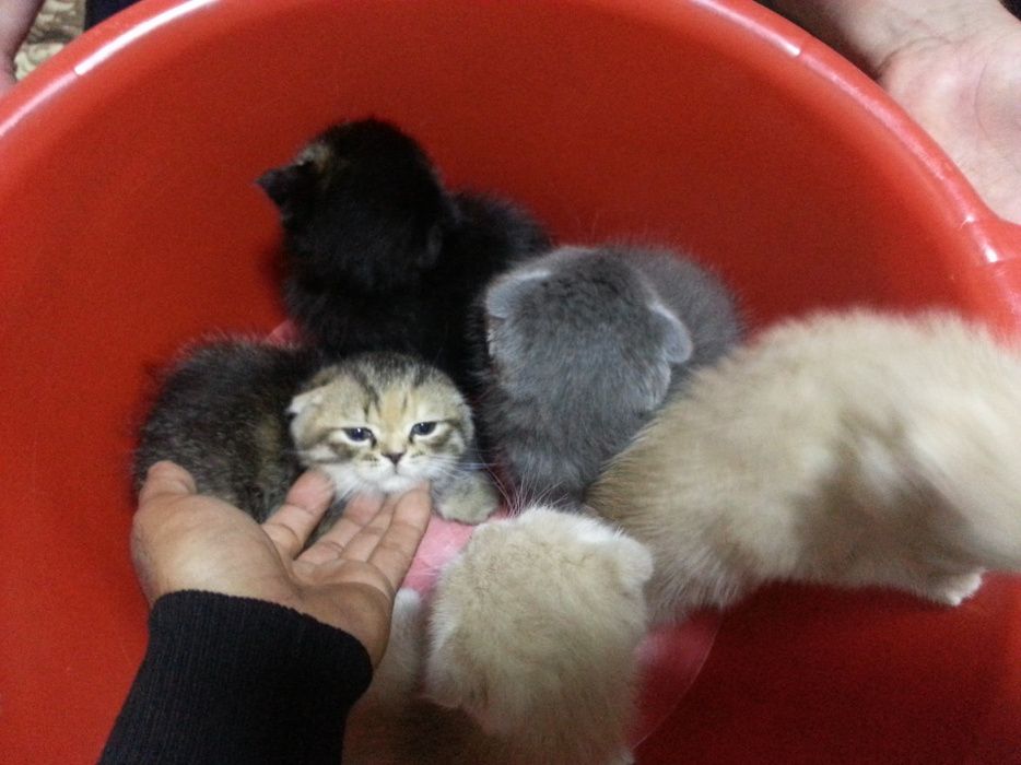 Super narxda Skotish fold