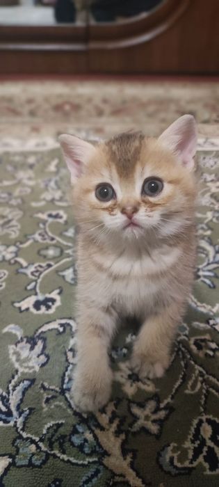 Продается элитный котенок — золотая девочка-шиншилла!