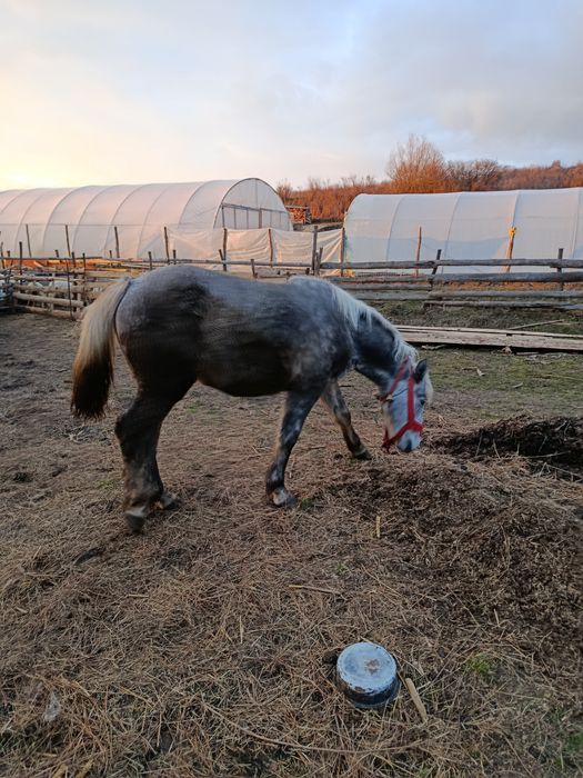 Vând un mânz și o mânză