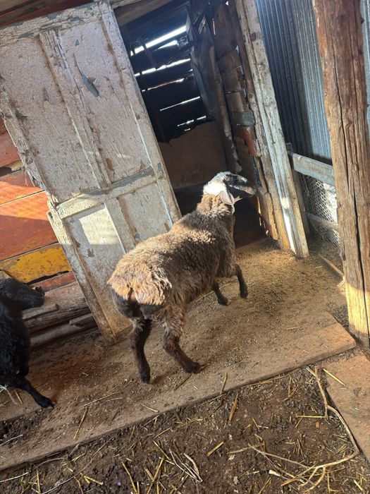 Кой сатылады бағылған