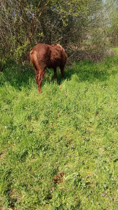 De vânzare mânz corcitura de semigreu