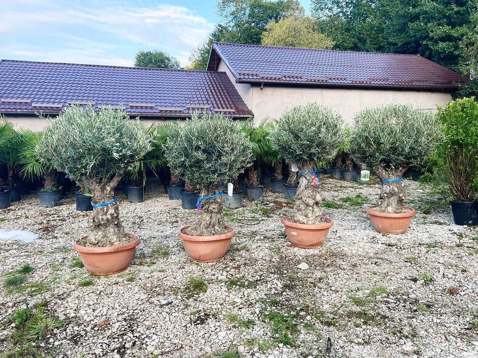 Amenajări Verzi pentru un Decor Exterior deosebit