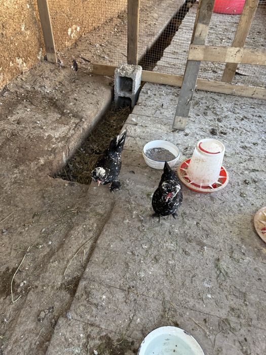 Карликовые курочки