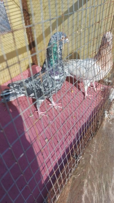 Голуби широкохвостые