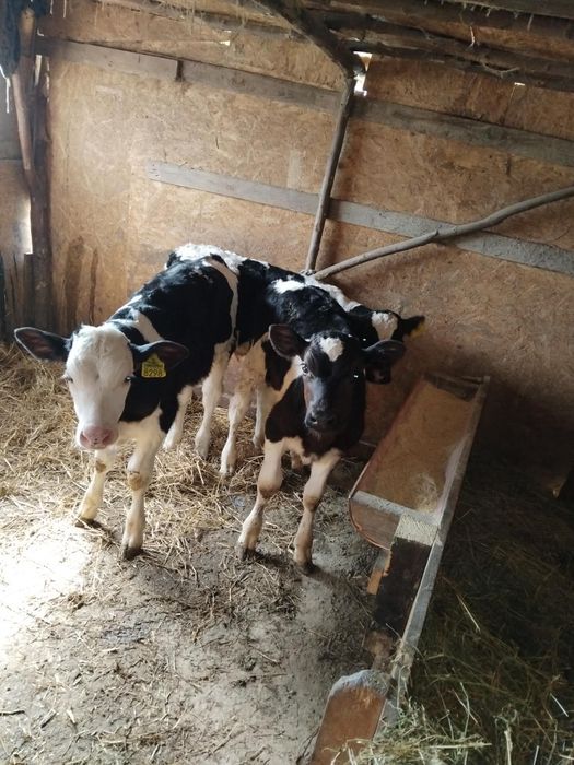 Vand vitei  4 tauras din care 1 metis belgian