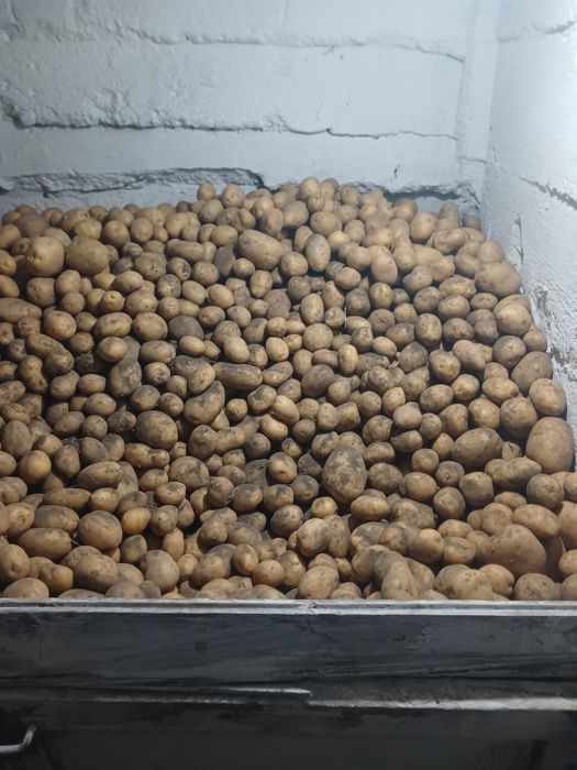 Продается домашний картофель