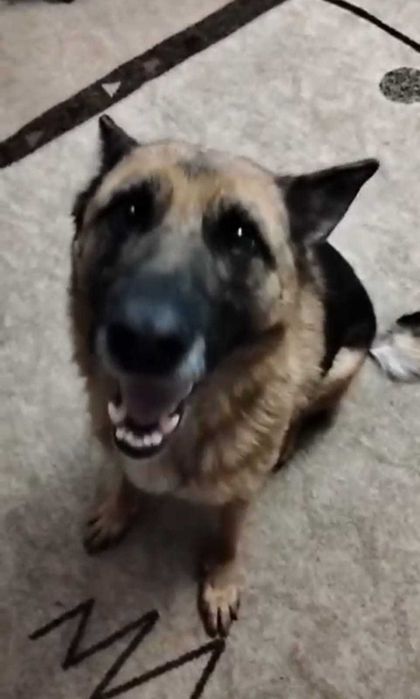 Поиск Собака Овчарка