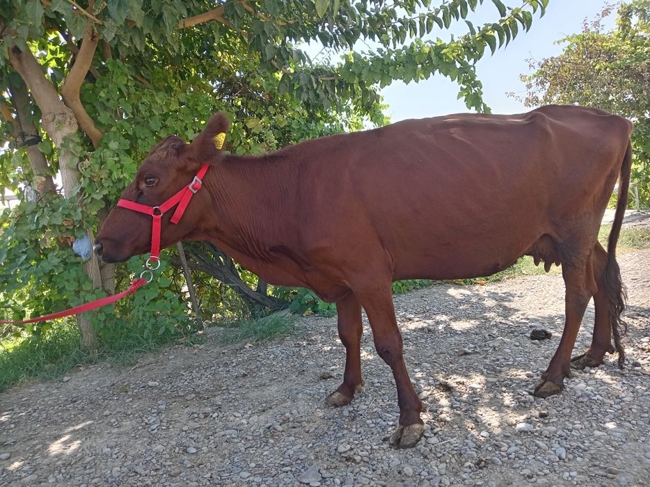 Eston sigir sotiladi.