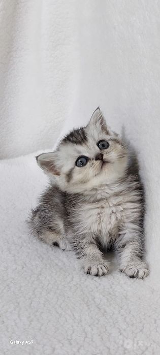 Продаются  котята  фолды  и страйты  кушают  уже  самостоятельно кушаю
