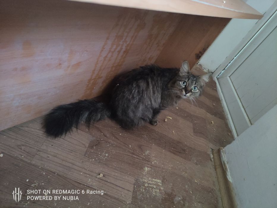 Отдам в добрые руки