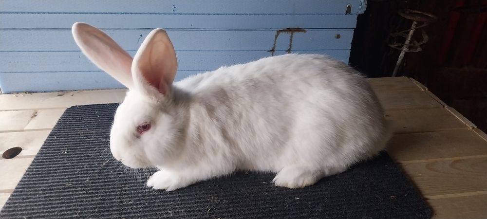 Зайци  за разплод